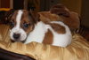 Sprocket
