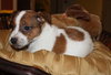 Sprocket