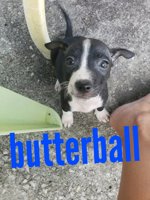 Butterball
