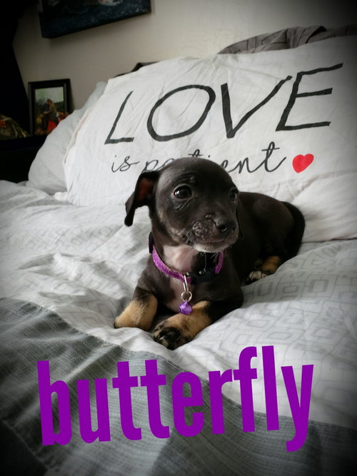 Butterfly