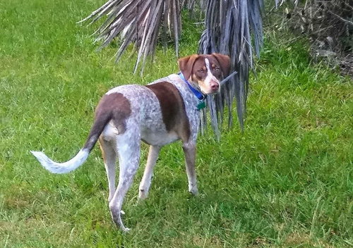 Lola