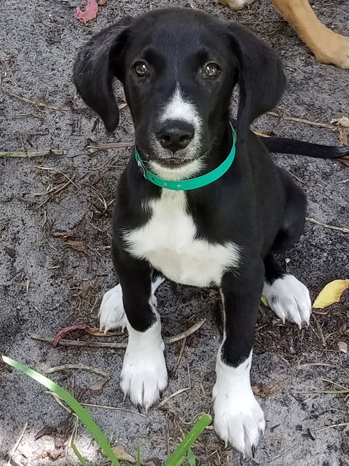 Arya
