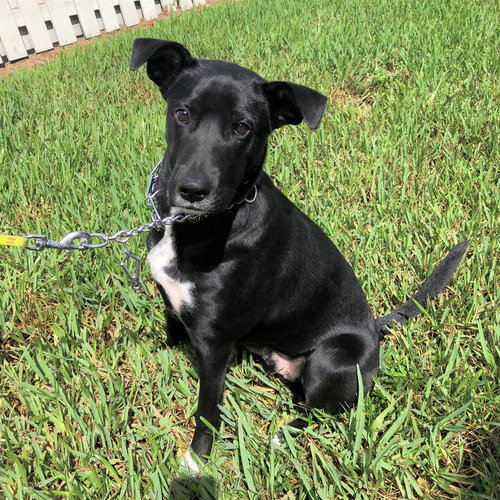 Ruger