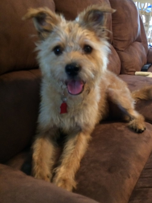 Benji