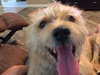 Benji