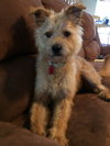 Benji