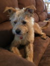 Benji