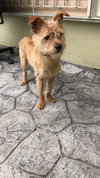 Benji