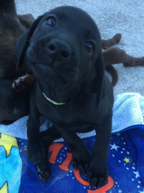 Artemis