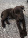 Ares