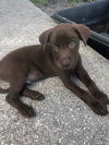 Ares