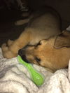 Mason