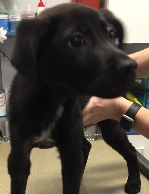 Duke