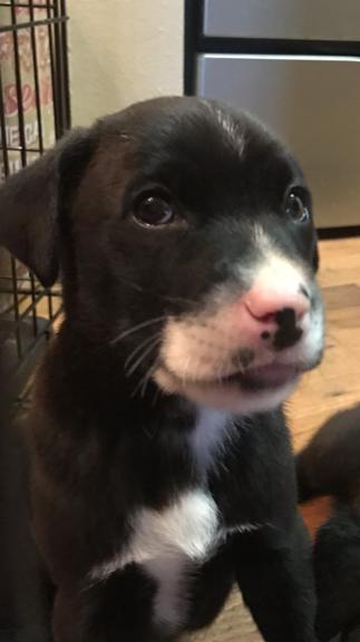 Max