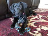 Addie