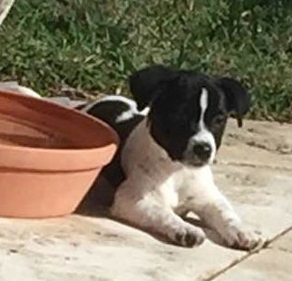 Nova