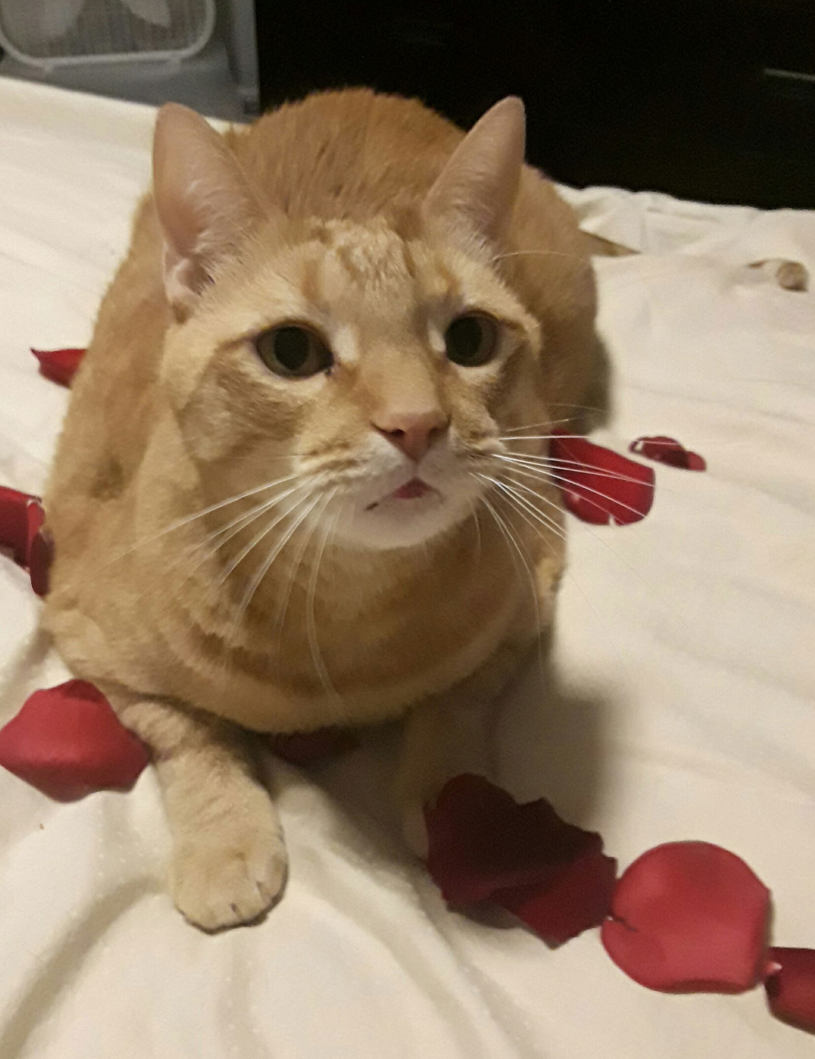 adoptable Cat in Royal Palm Beach, FL named Neb