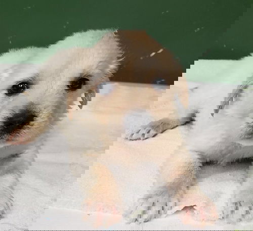 Octonaut