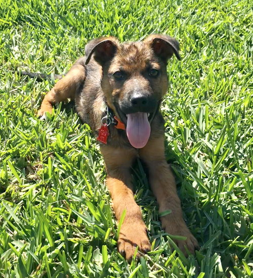 Benji
