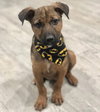 Benji