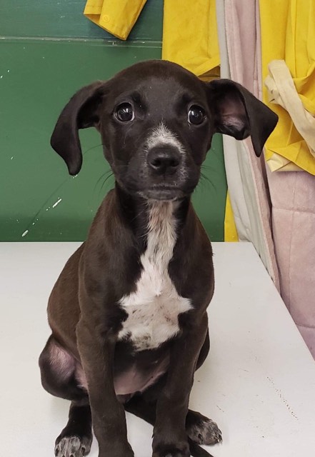 Lulu