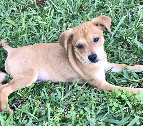 Apollo