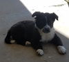 Perla
