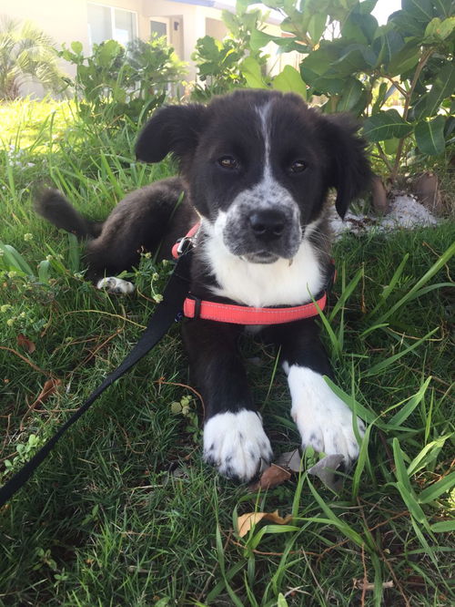 Perla