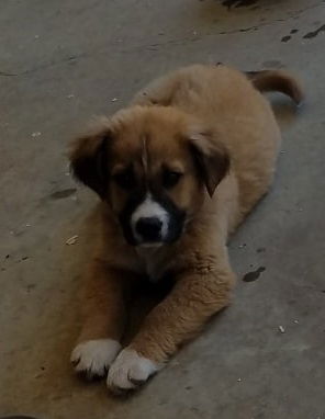 Koda