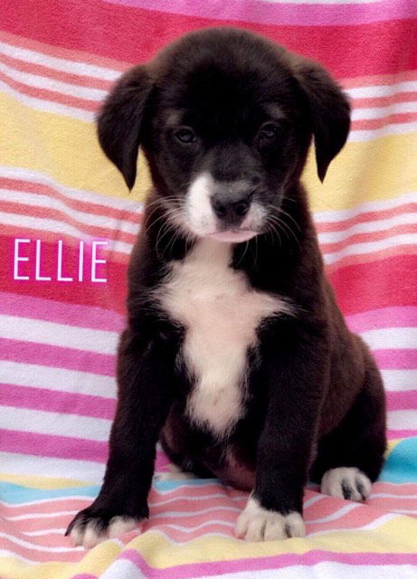 Ellie
