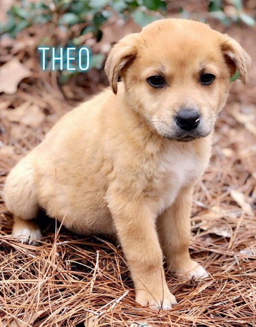 Theo