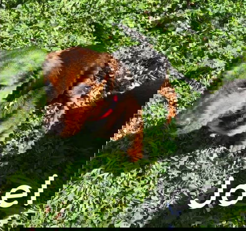 Kermit