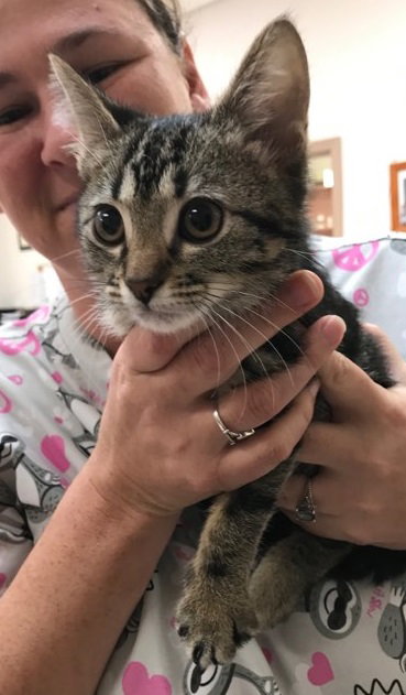 Lulu Kitty