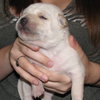 Leroy
