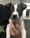 Archie