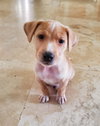 Draco