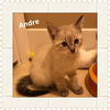 Andre