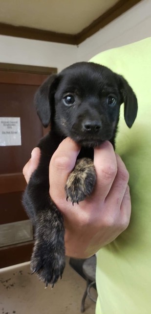 Minnie