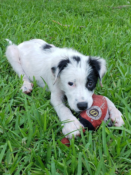 Frodo