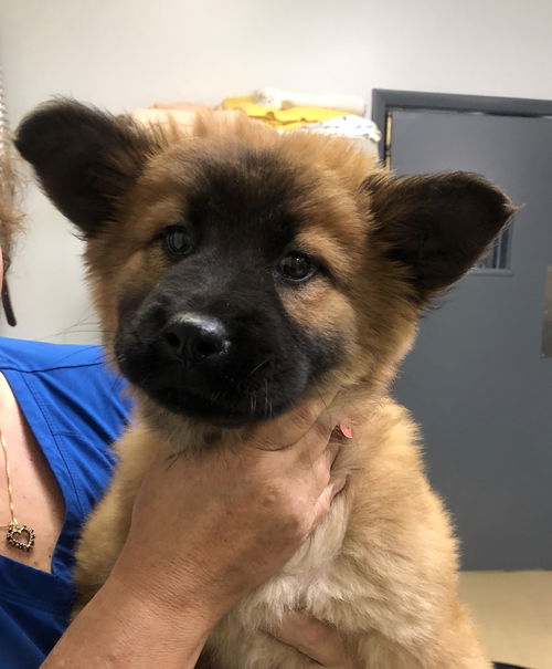 Kona