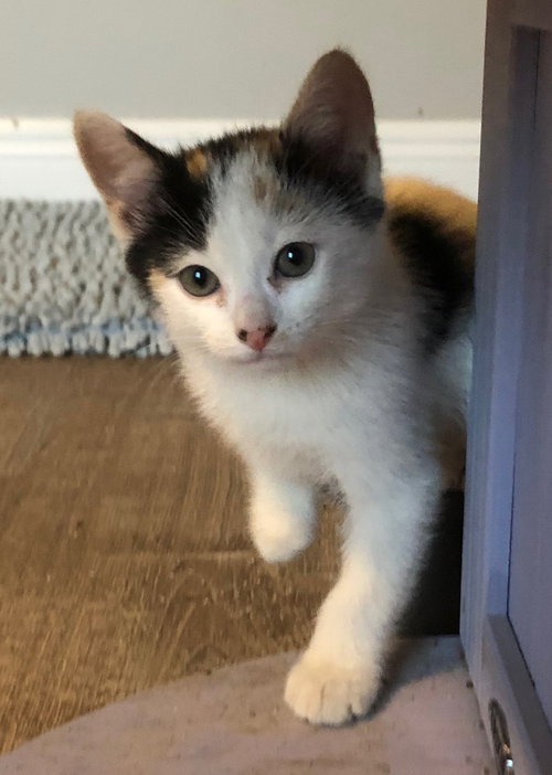 Stormie