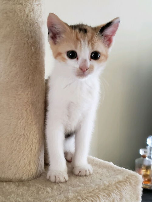 Amelia