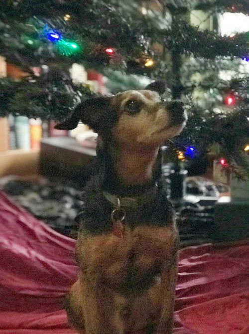 Sprocket