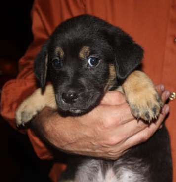 Enzo