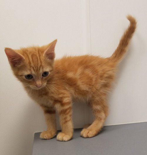 Mufasa