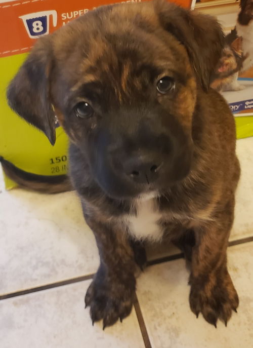 Nitro