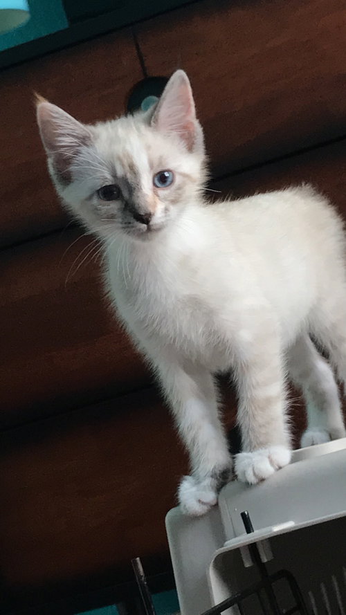 Sophia