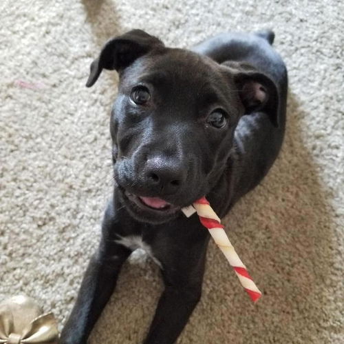 Nikita
