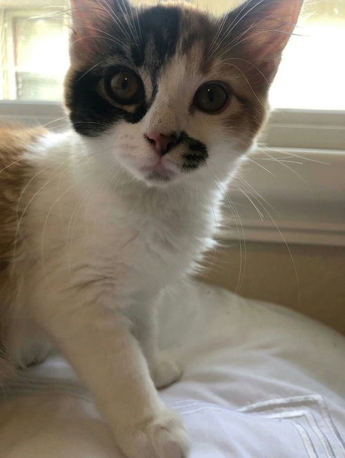 Flynn