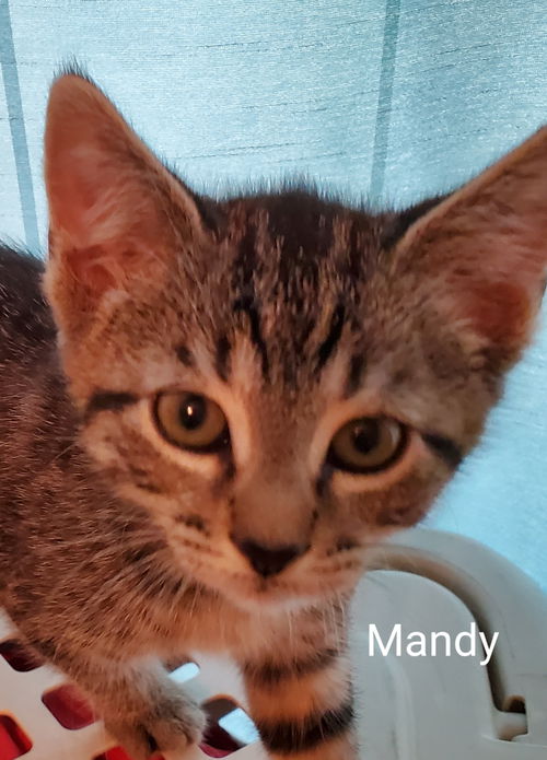 Mandi